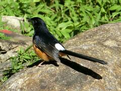 Copsychus malabaricus