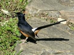 Copsychus malabaricus