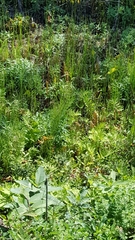 Equisetum fluviatile