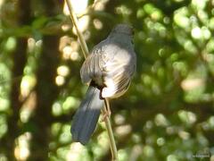 Copsychus malabaricus