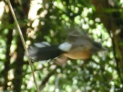 Copsychus malabaricus