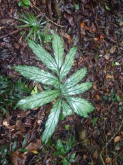 Asterostigma