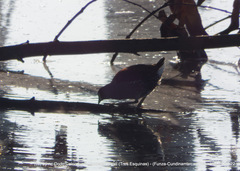 Porphyriops melanops