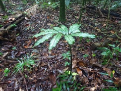 Asterostigma