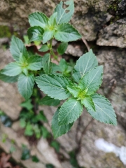 Mercurialis annua