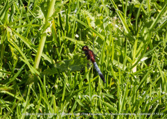 Erythrodiplax abjecta