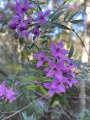 Boronia rivularis
