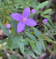 Boronia rivularis