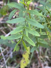 Boronia rivularis