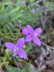 Boronia rivularis