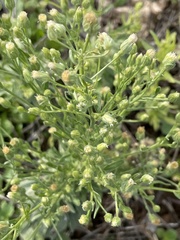 Erigeron sumatrensis