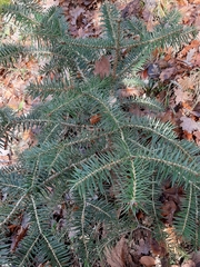 Abies cephalonica