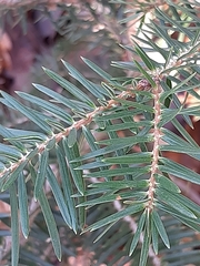 Abies cephalonica