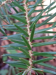 Abies cephalonica