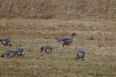 Anser serrirostris rossicus