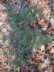 Abies cephalonica