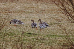 Anser serrirostris rossicus