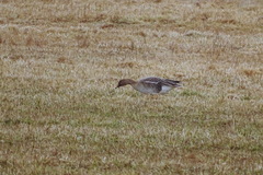 Anser serrirostris rossicus