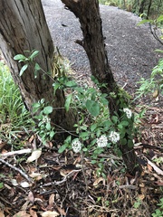 Pavetta australiensis