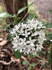Pavetta australiensis