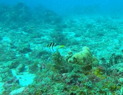 Canthigaster valentini