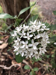 Pavetta australiensis
