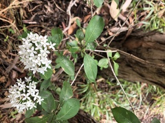 Pavetta australiensis