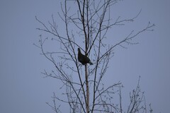 Lyrurus tetrix tetrix