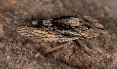 Stenocotis depressa