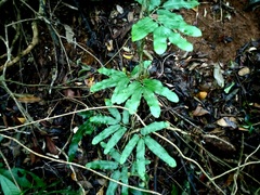 Lygodium volubile