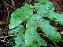 Lygodium volubile