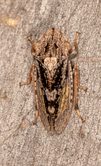 Stenocotis depressa