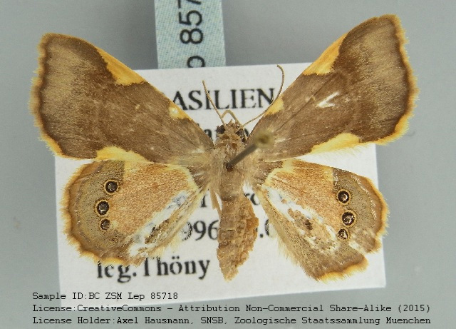 Opisthoxia trimaculata