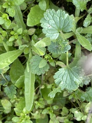 Lamium amplexicaule