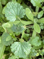 Lamium amplexicaule