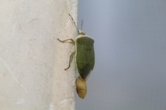 Trichopoda pictipennis