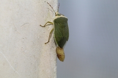 Trichopoda pictipennis