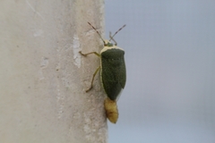 Trichopoda pictipennis