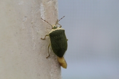 Trichopoda pictipennis