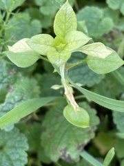 Stellaria media