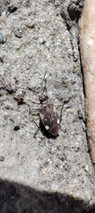 Macrosaldula variabilis