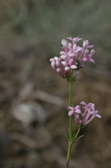 Asperula hirsuta