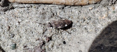 Macrosaldula variabilis