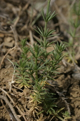 Asperula hirsuta