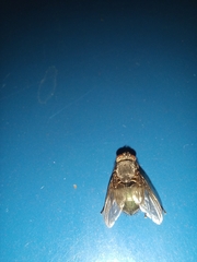 Calliphora