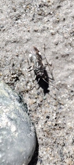 Macrosaldula variabilis