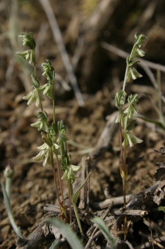 Callipeltis cucullaris image