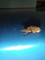 Calliphora