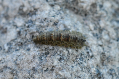 Dasysyrphus