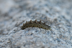 Dasysyrphus